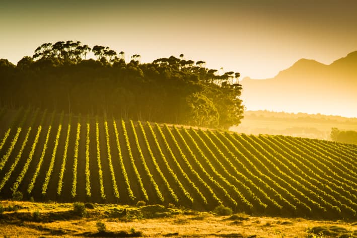 South Africa Safari - Winelands