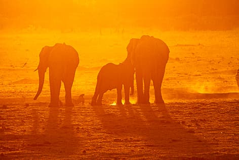 Best Places to see elephants