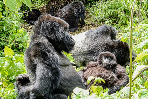 A Guide to Gorilla Tracking