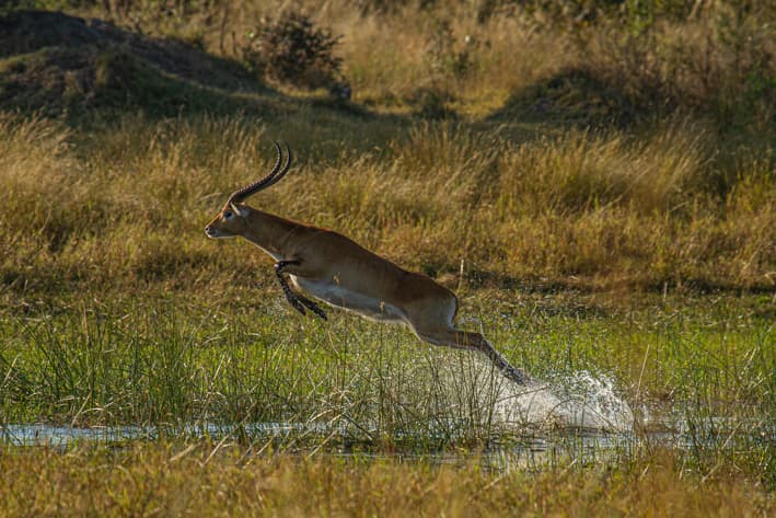 Botswana Safaris