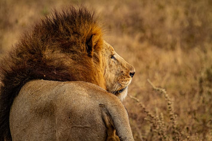 Lions of the Ngorongoro Crater