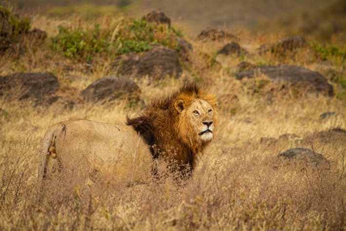 Lions of the Ngorongoro Crater