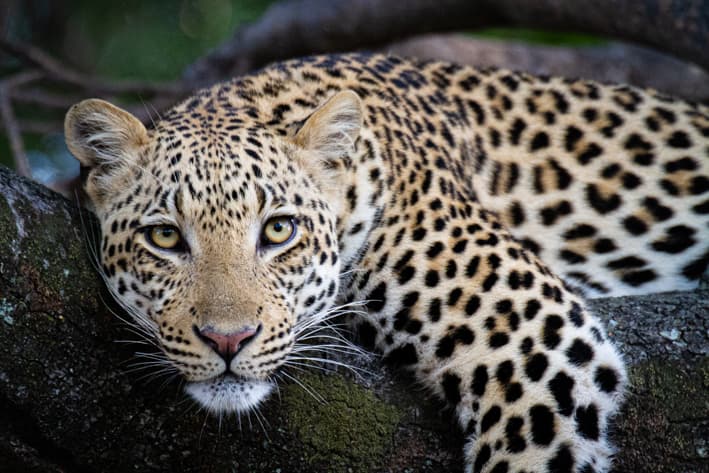 Best place to see leopards in Africa