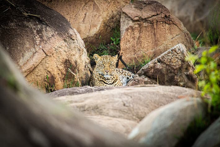 Best Place to see leopards