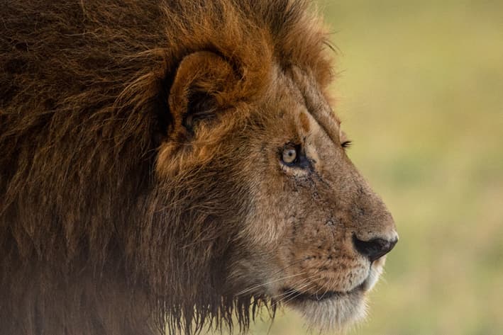 Best Places to see Lions - Stanley Safaris