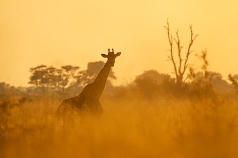 My Safari to Botswana