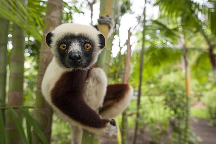 Anjajavy - Madagascar