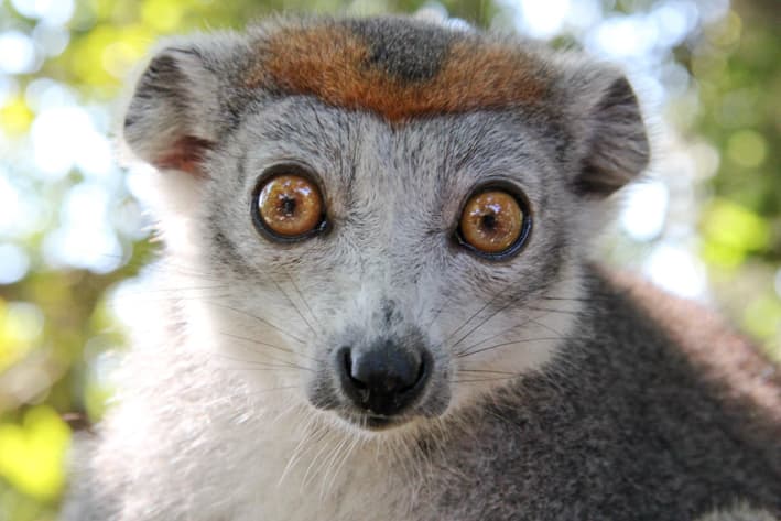 Madagascar Safaris