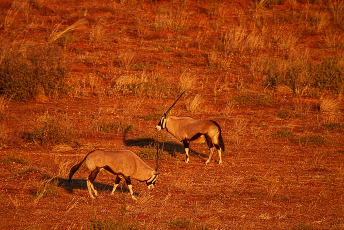 Tswalu Kalahari Safari