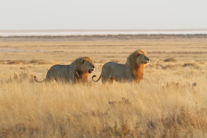 Safaris to Namibia