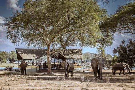 Zambia Safaris