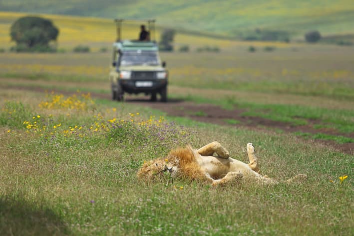 Best Places to see Lions - Stanley Safaris