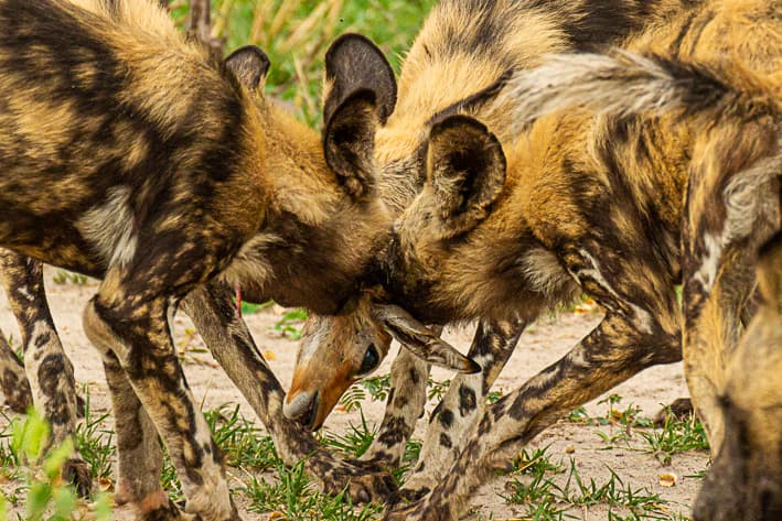 The best place to see Wild Dogs