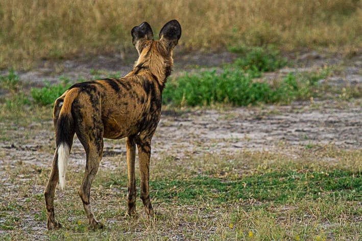 The best place to see Wild Dogs