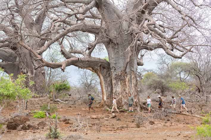 A group of travellers walking beneath an emormous boabab tree.
