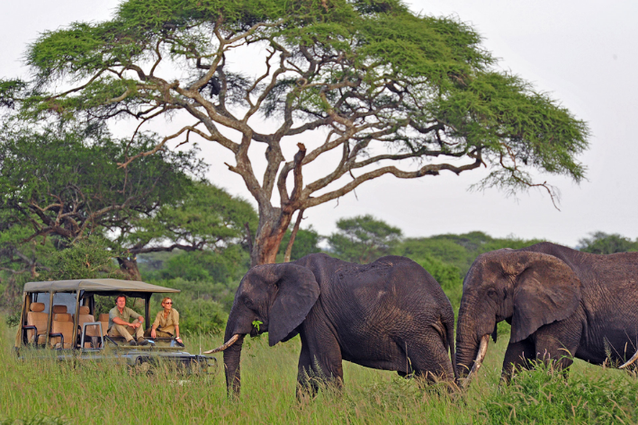 destination of an african safari tour
